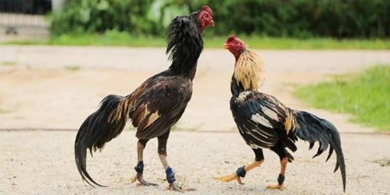 Đá Gà Cựa Sắt - Luật Chơi Và Kinh Nghiệm Hay Cho Tân Thủ